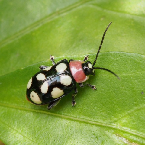 Eight-spotted Flea Beetle