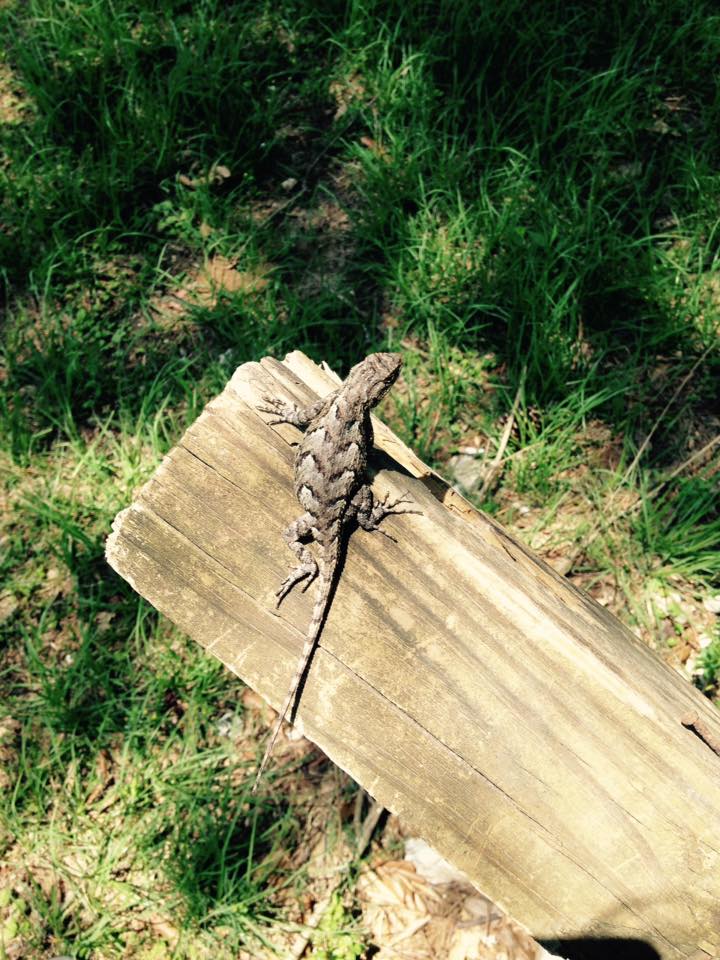 Eastern fence lizard