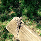 Eastern fence lizard