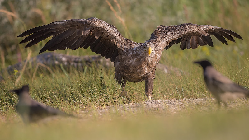 The Eagle di Mauro Rossi