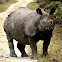 One - Horned Rhinoceros