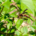 Paper wasp