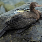 Biguá (Neotropic cormorant)