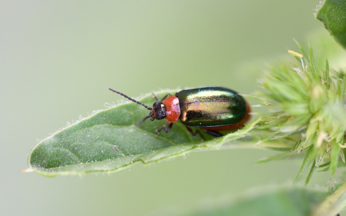 Flea Beetle