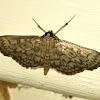 Zigzag Herpetogramma Moth