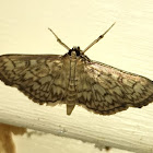 Zigzag Herpetogramma Moth