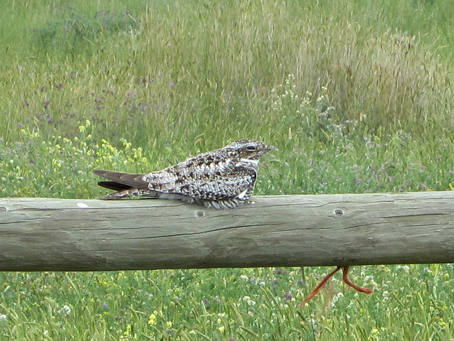 Common Nighthawk