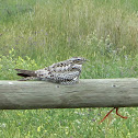 Common Nighthawk