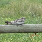 Common Nighthawk