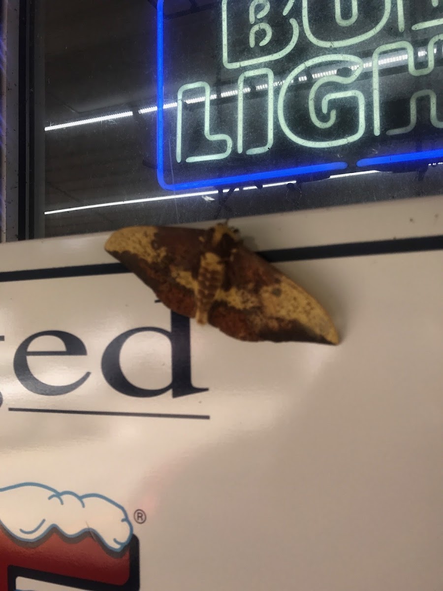 Imperial Moth