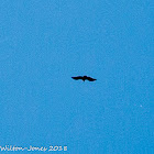 Griffon Vulture; Buítre Leonado