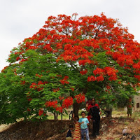 Rosso allegria di 