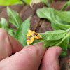 Barred Yellow Moth