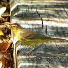 Yellow Palm Warbler