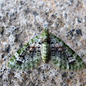 Geometrid Moth