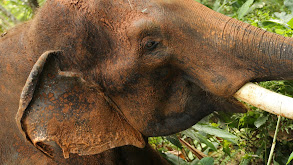 Elephant Murder Mystery thumbnail