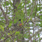 Baltimore Oriole