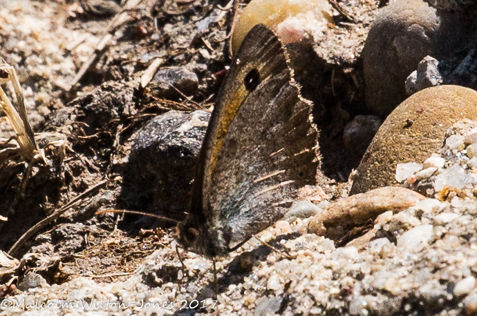 Dusky Meadow Brown?