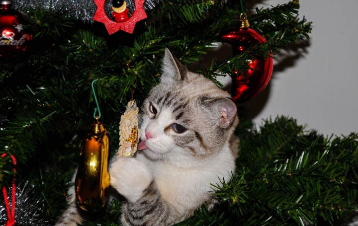 Sorpresa sull'albero di domenicolobinaphoto