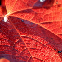 Rosso d'autunno di 