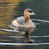 Pied-billed grebe