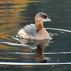 Pied-billed grebe