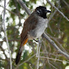 White-Spectacled Bulbul