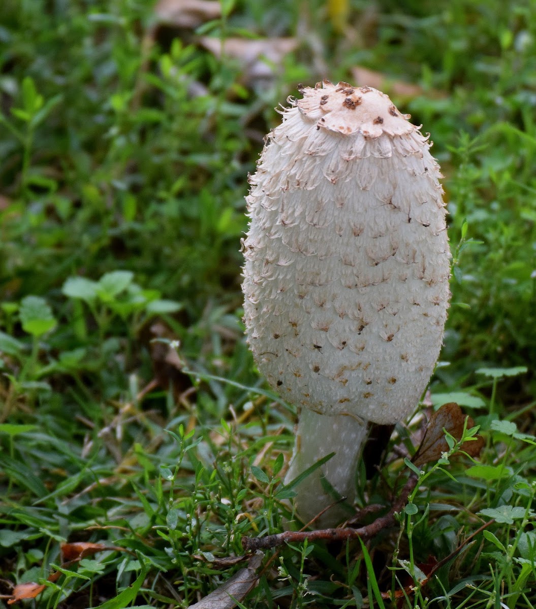 Shaggy Ink Cap