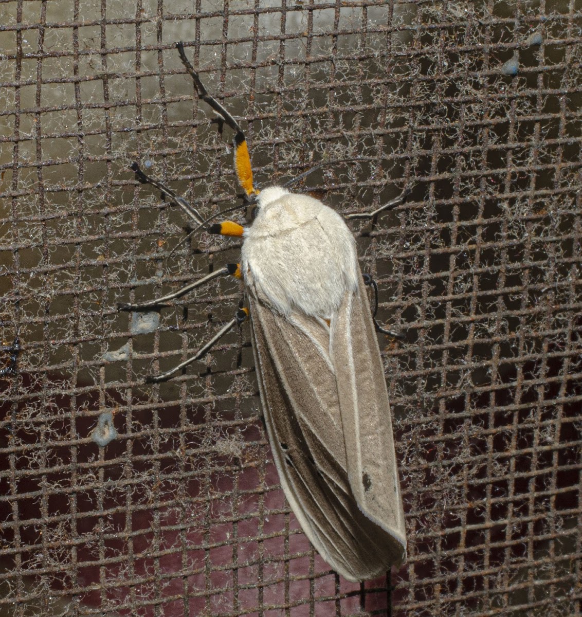 Clouded Tiger Moth