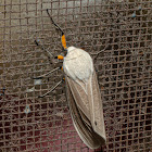 Clouded Tiger Moth