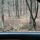 White tail deer