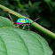 Lychee Shield Bug