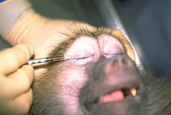 Intradermal tuberculin test in upper eyelid of a baboon [11].