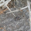 Habrocestum egaeum spider