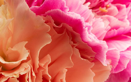 close up coral pink colored flowers Preview 1