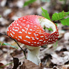 Fly amanita