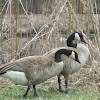 Canada geese