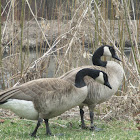 Canada geese