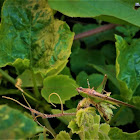 Slender Meadow Katydid