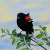 Red-winged Blackbird