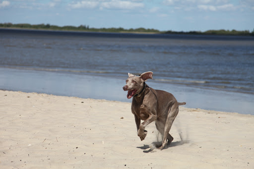 Elbstrand