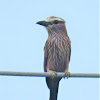 Rufous-crowned Roller