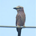 Rufous-crowned Roller