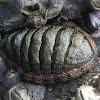 Snakeskin Chiton