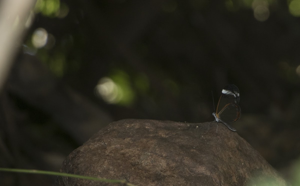 Mariposa de cristal