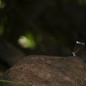 Mariposa de cristal