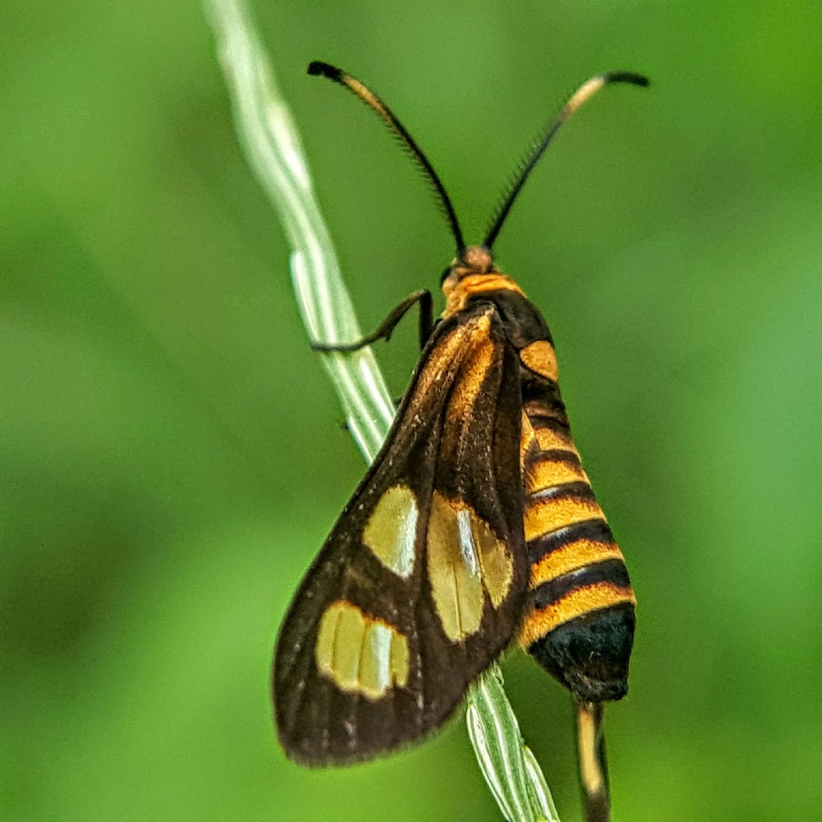 Burnet Moth