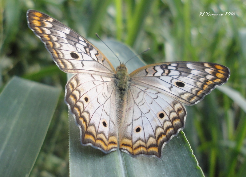 White peacock