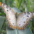 White peacock