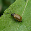 Willow Leaf Beetle